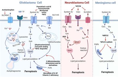 Iron Transporters and Ferroptosis in Malignant Brain Tumors